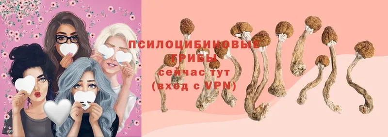 Псилоцибиновые грибы Magic Shrooms  Кедровый 